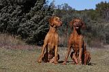 VIZSLA poil court 071